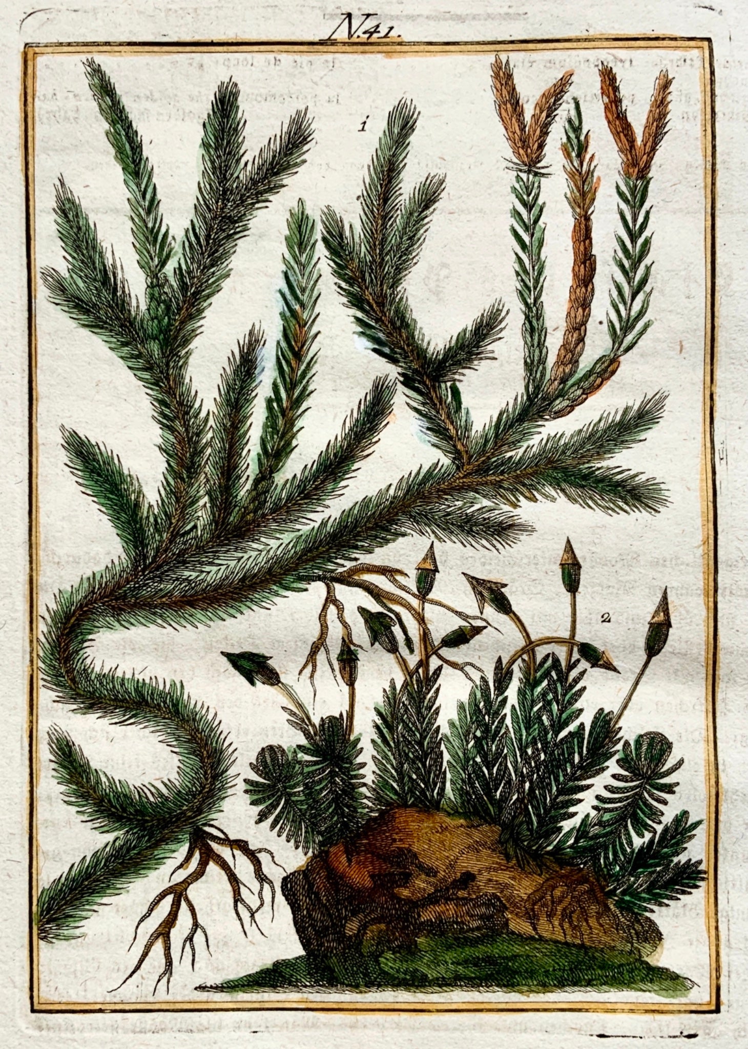 1790 MAIDEN HAIR Joh. Sollerer hand coloured engraving - Botany