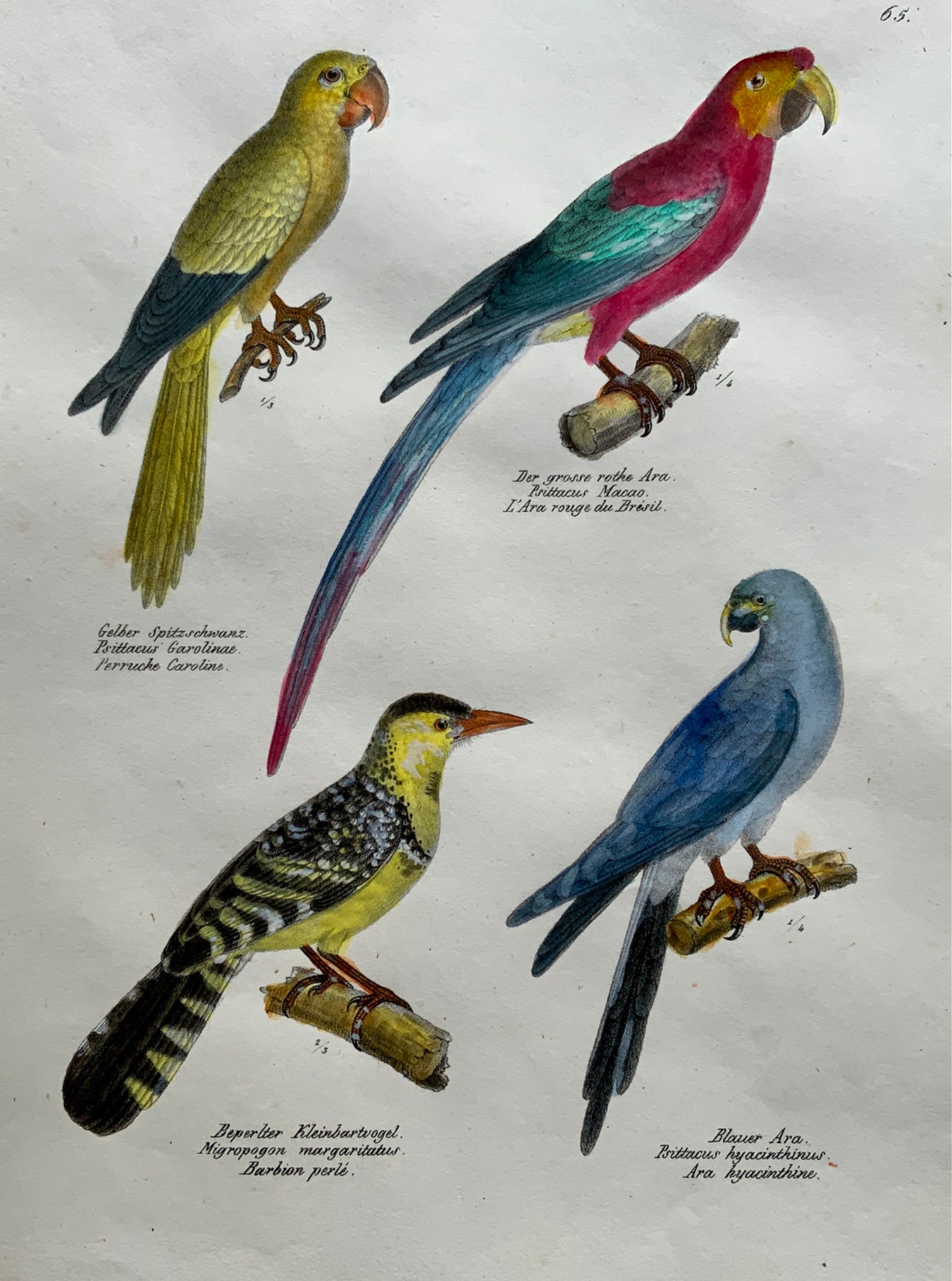1830 PARROTS Ara Macaw Ornithology - Brodtmann hand coloured FOLIO lithograph
