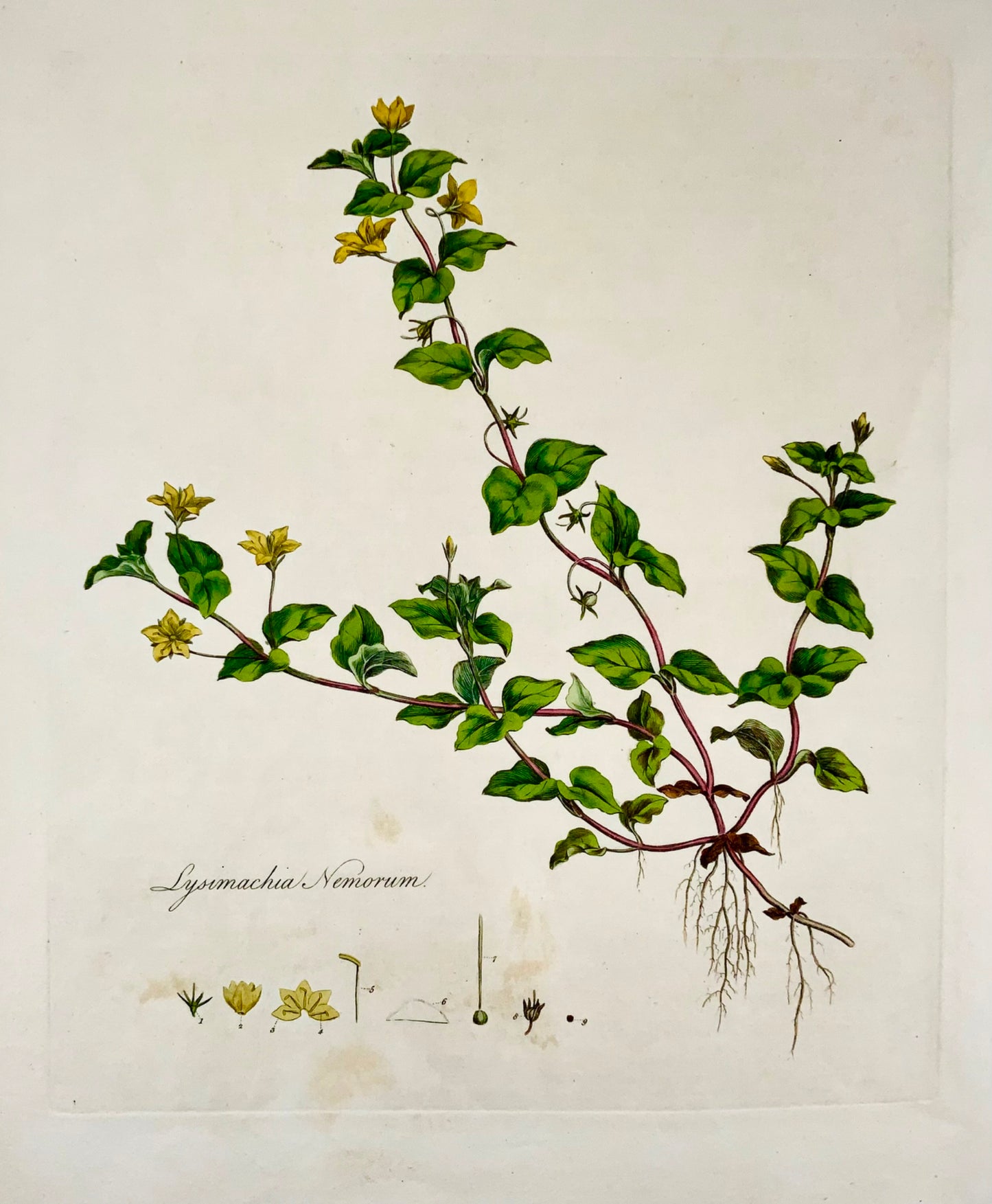 1817 Curtis, 'Flora Londinensis', Pimpernel, foglio grande, colorato a mano, botanica