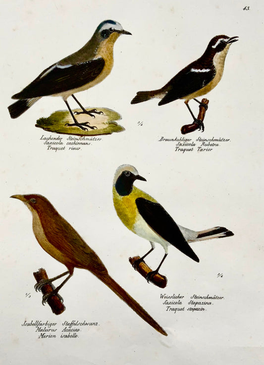 1830 Winchat, scriccioli, ornitologia, Brodtmann, litografia, folio