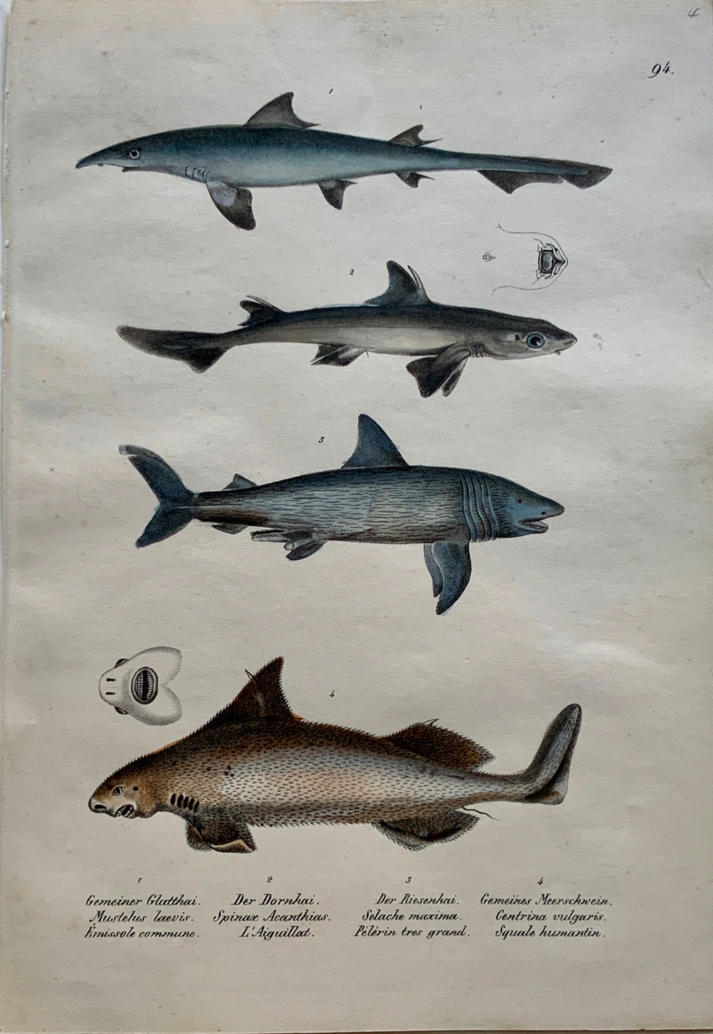 1824 SHARKS - Mammals - K.J. Brodtmann hand coloured FOLIO lithograph