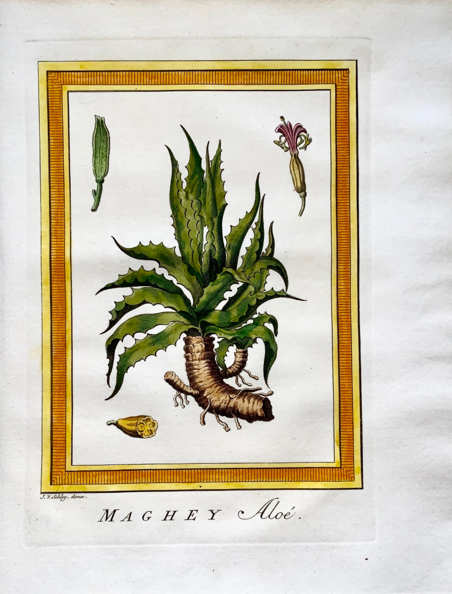 1770 Schley - Hand coloured engraving MAGHEY ALOE Mexico - Botany