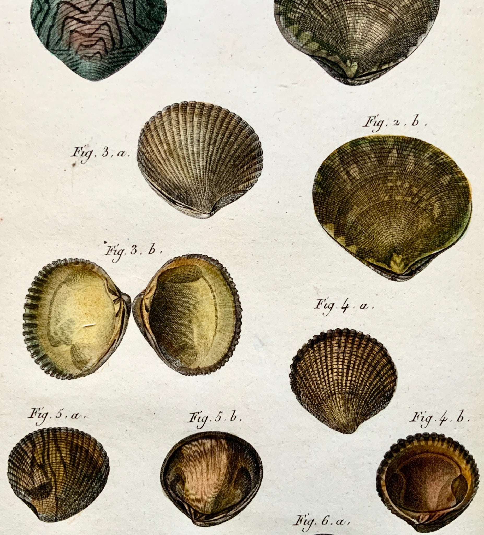 1789 J. B. Lamarck - VENUS Shell Sea Snail - Conchology Bivalves- Hand colour