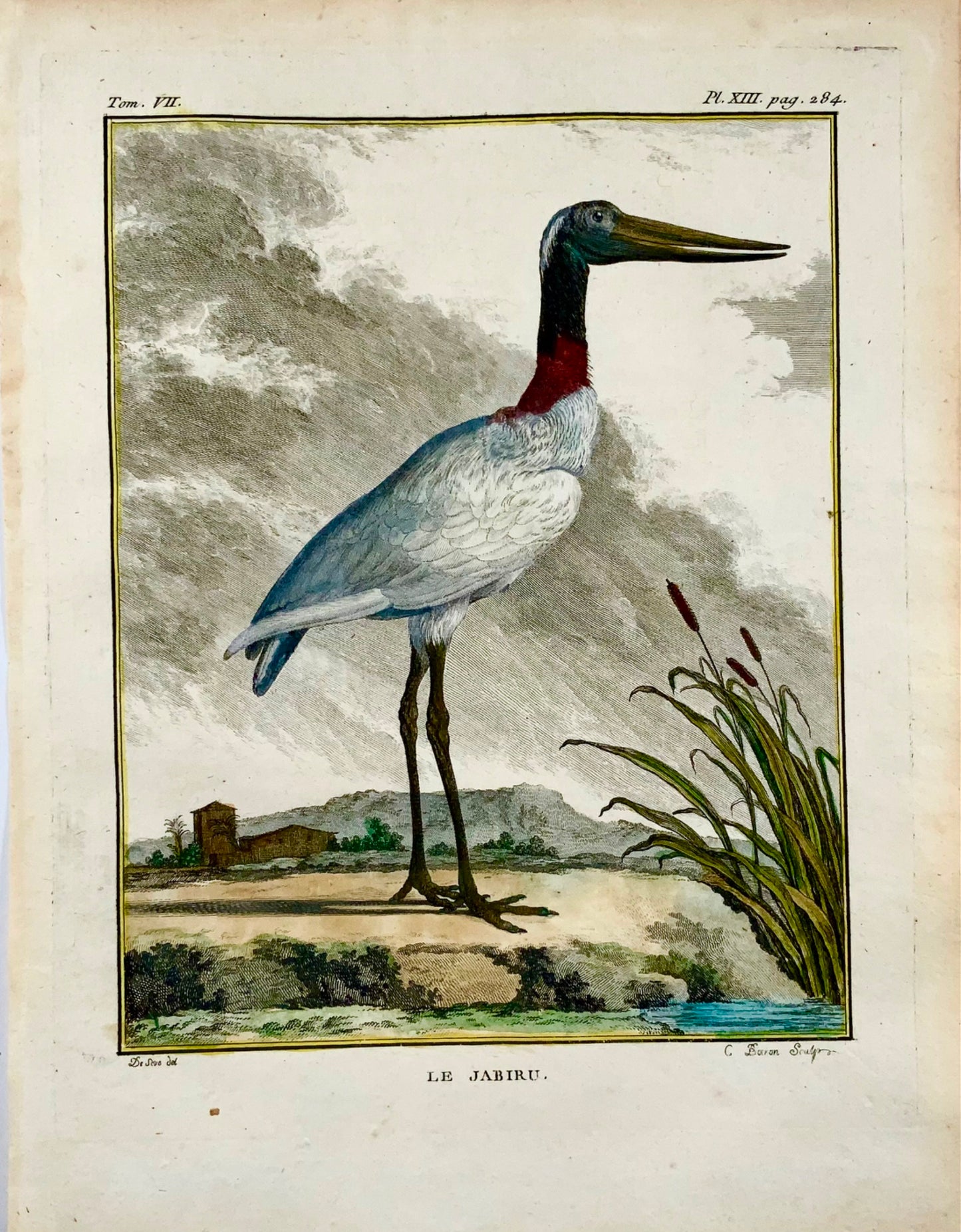 1779 de Seve - Oiseau JABIRU - Ornithologie - Gravure in-4 grande édition