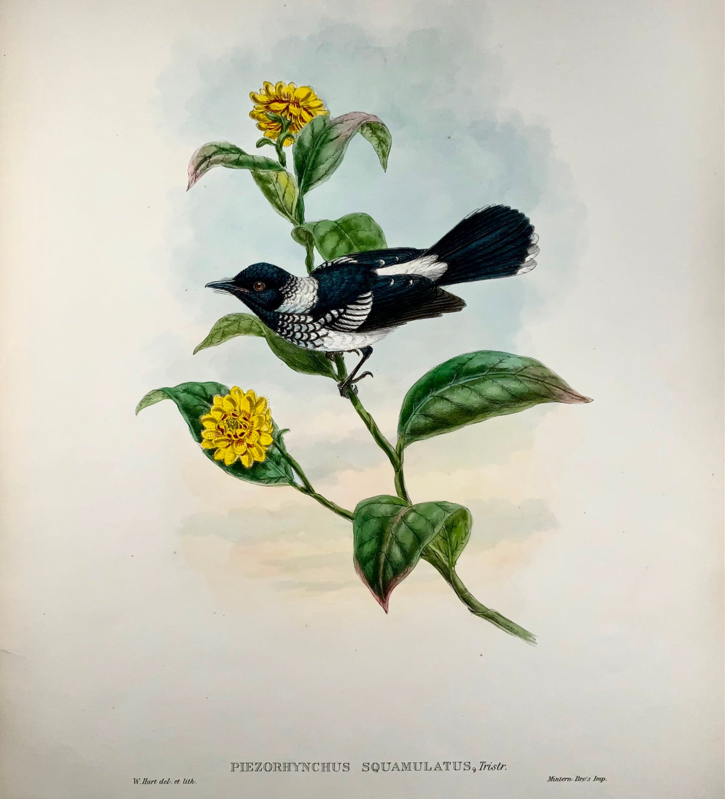 1888 Pigliamosche pezzato, John Gould (b1804), magnifica litografia colorata a mano, ornitologia 