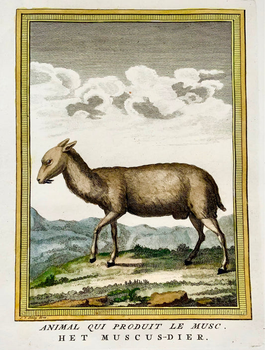 1750 Schley - CERVO MUSCO - Incisione colorata a mano - Mammifero
