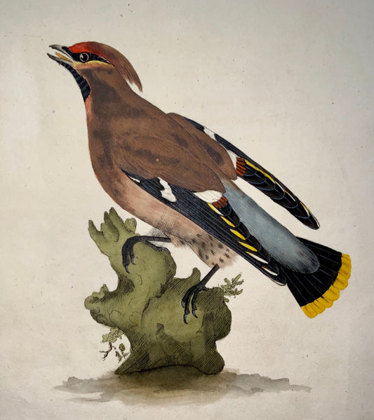 1794 Edward Donovan - CHATTERER Ornithology - hand coloured copper engraving