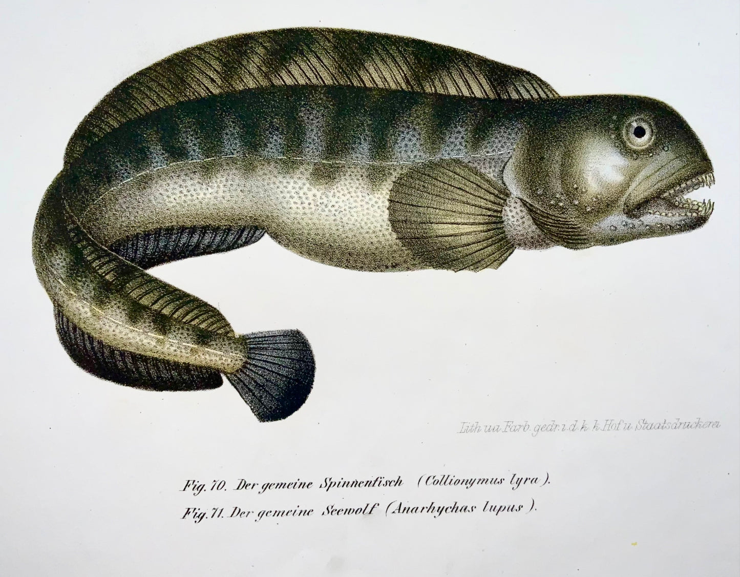 1860 SEAWOLF Suckermouth Fish - Fitzinger FOLIO colour lithograph - With added hand colour