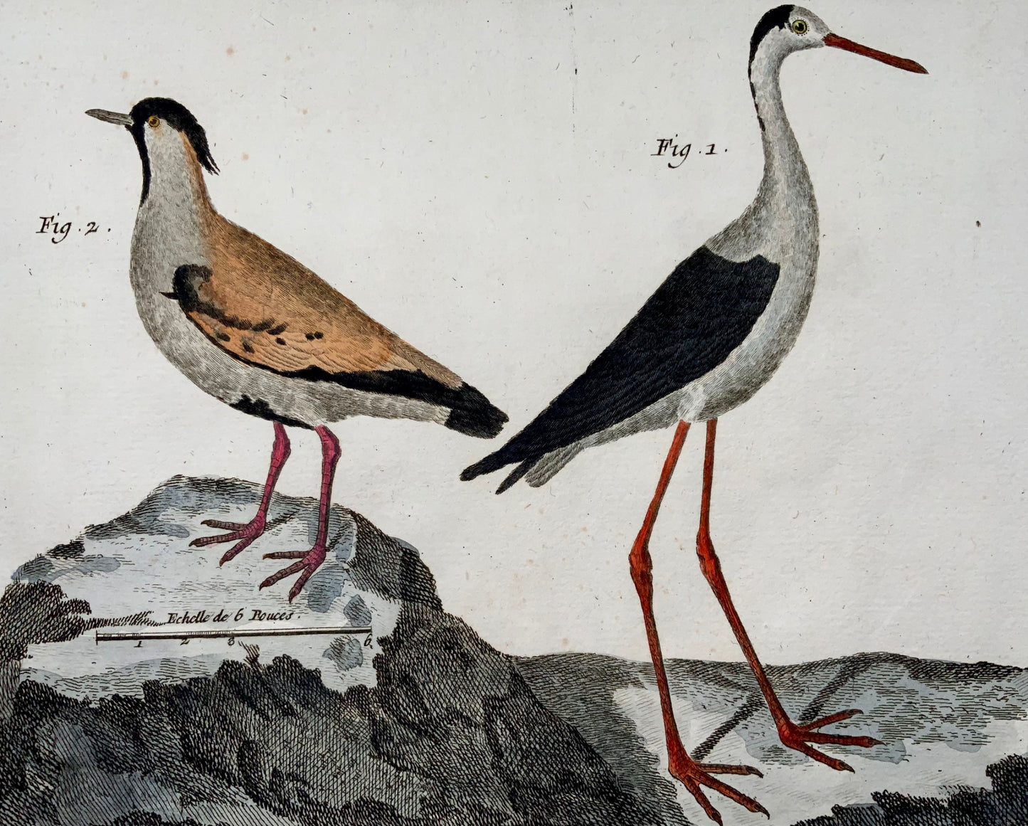 1751 Lawing, Jacana, Plover, ornithology, Martinet, large folio, hand colour
