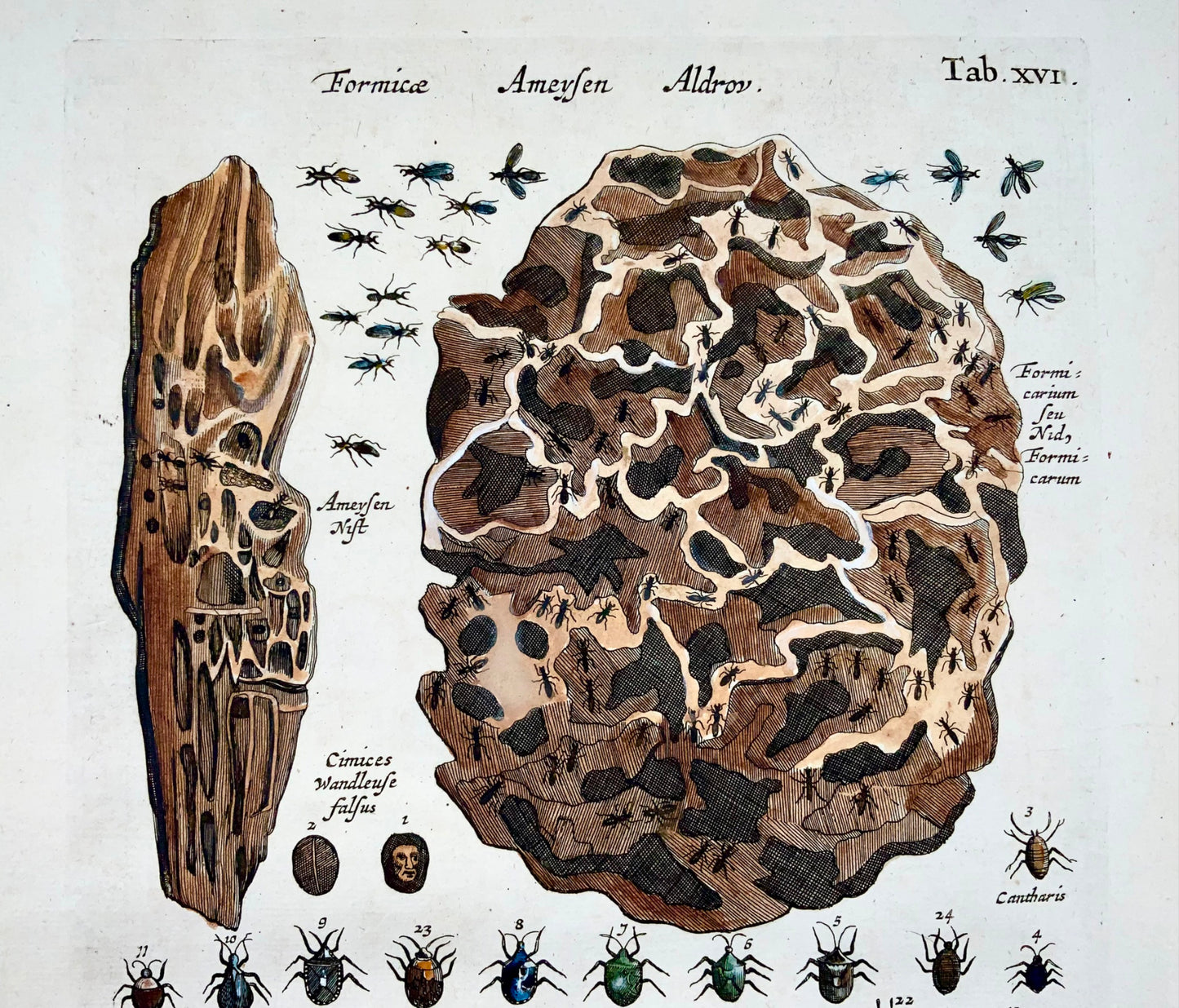 1657 Ant colony, caterpillars, insects, Matt. Merian, folio, hand coloured