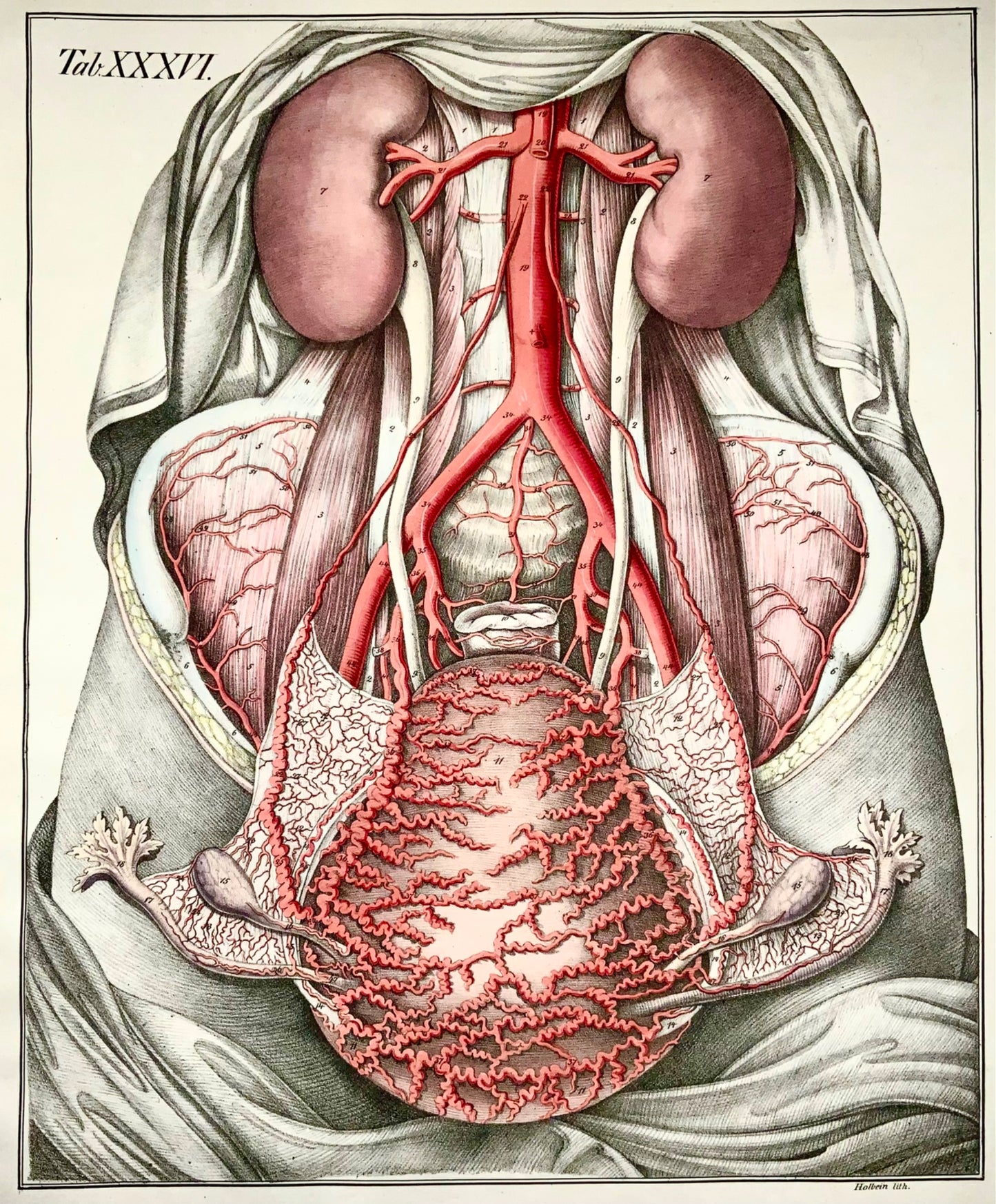 1827 Torace, organi, Bierkowski, Holbein, foglio imperiale da 20", colore della mano, anatomia
