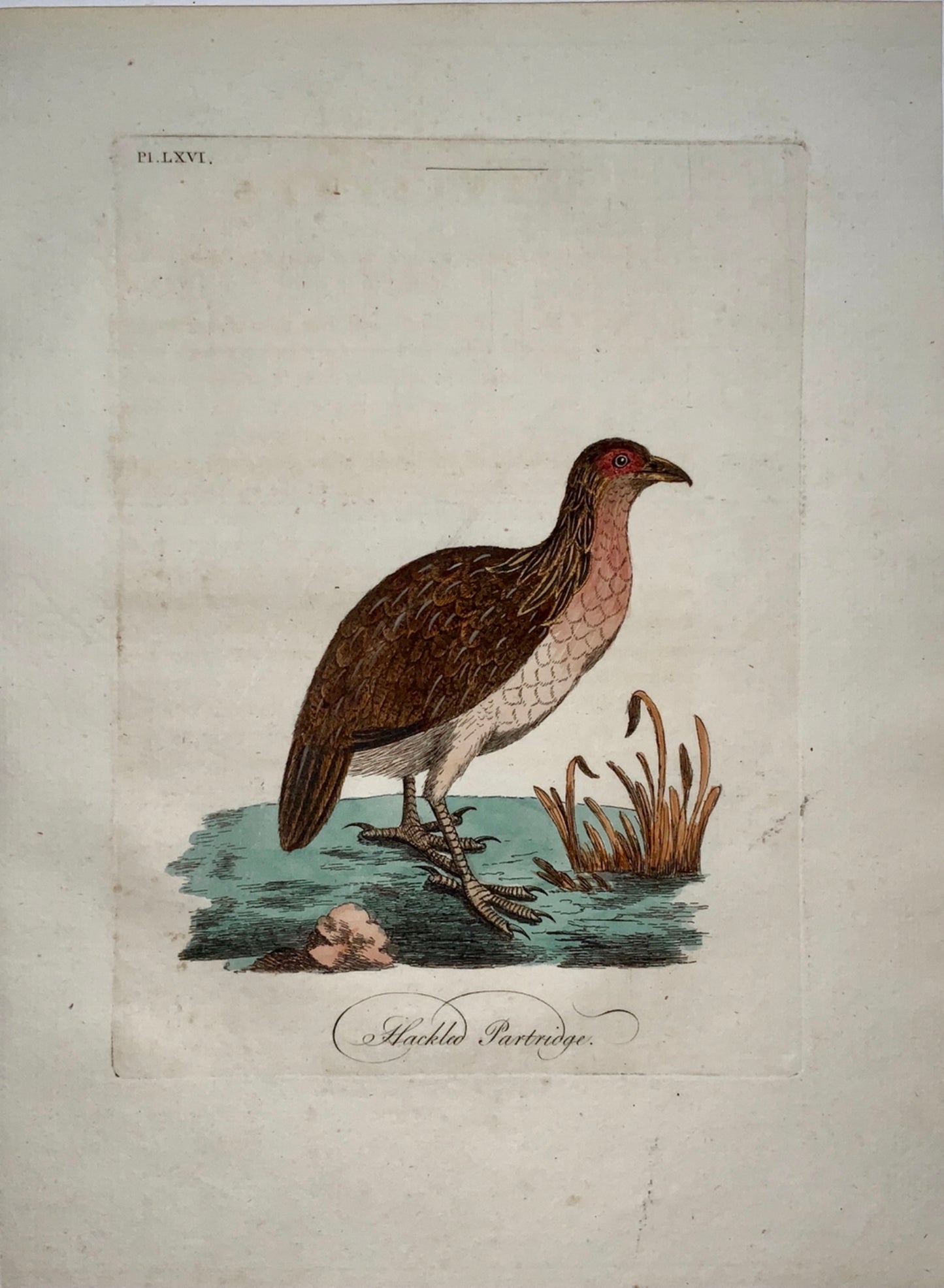 1785 John Latham - Synopsis - Hackled PARTRIDGE - hand coloured engraving - Ornithology