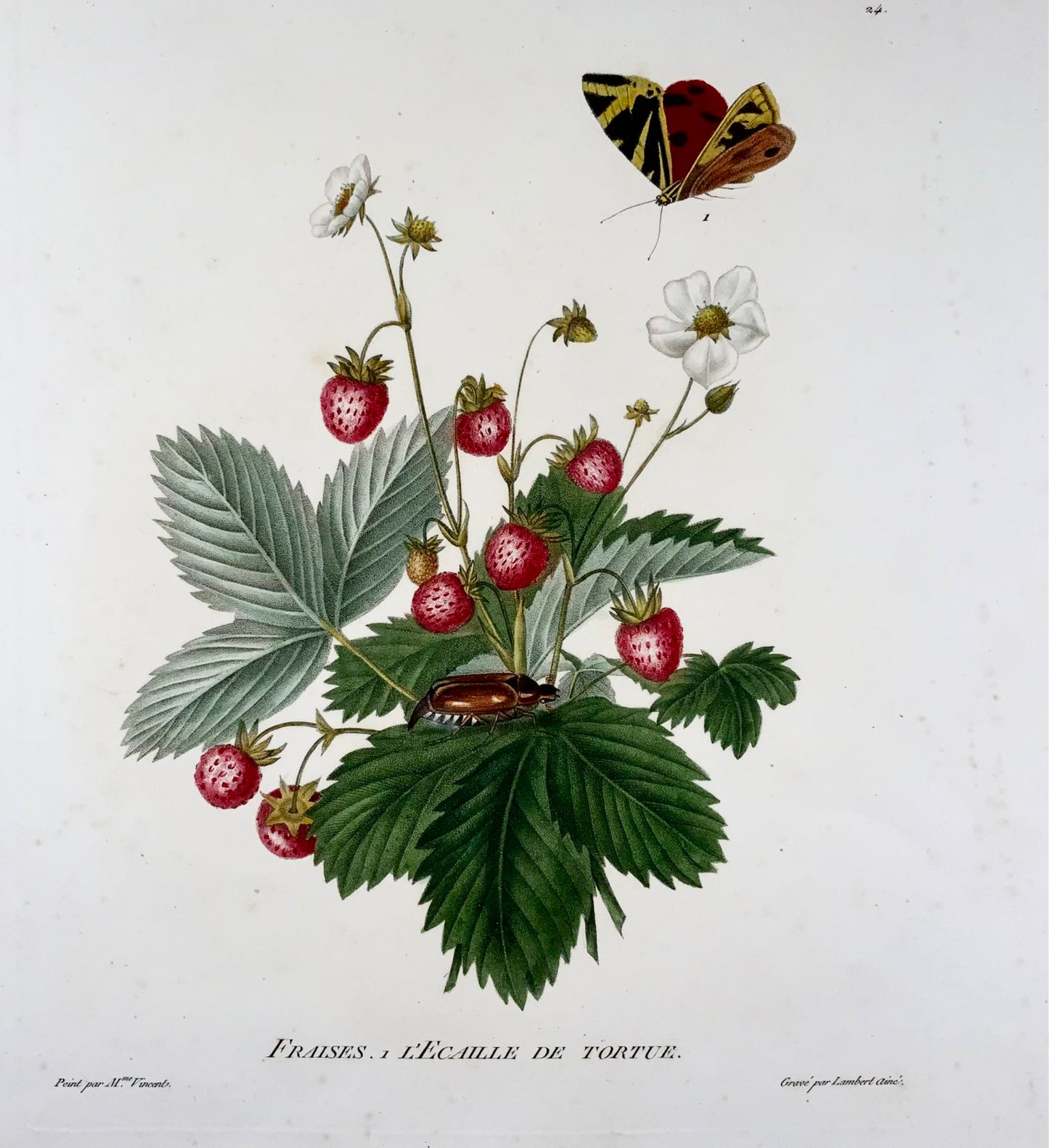 1820 Henriette A. Vincent, Fragole e farfalle, foglio grande, incisione stipple, fiori, botanica, entomologia