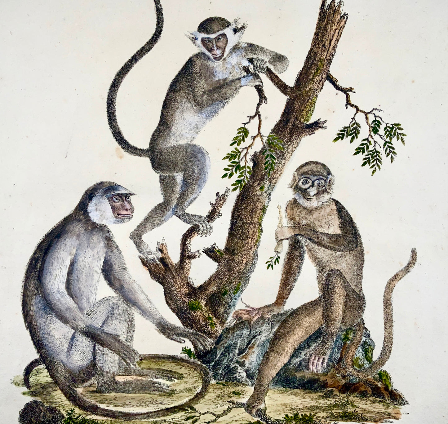 1816 HANUMAN MONKEYS Langurs - Imp. folio 42.5 cm 'Incunabula of Lithography' - Mammals
