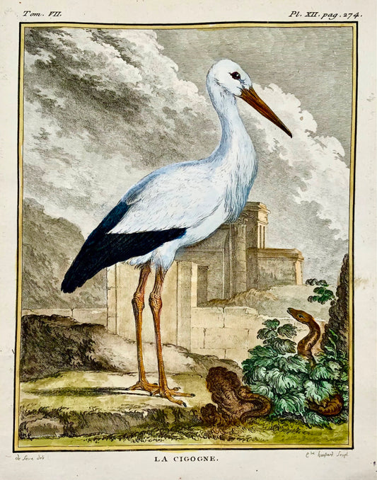 1779 de Seve - Uccello CICOGNA - Ornitologia - 4to Grande incisione Edn
