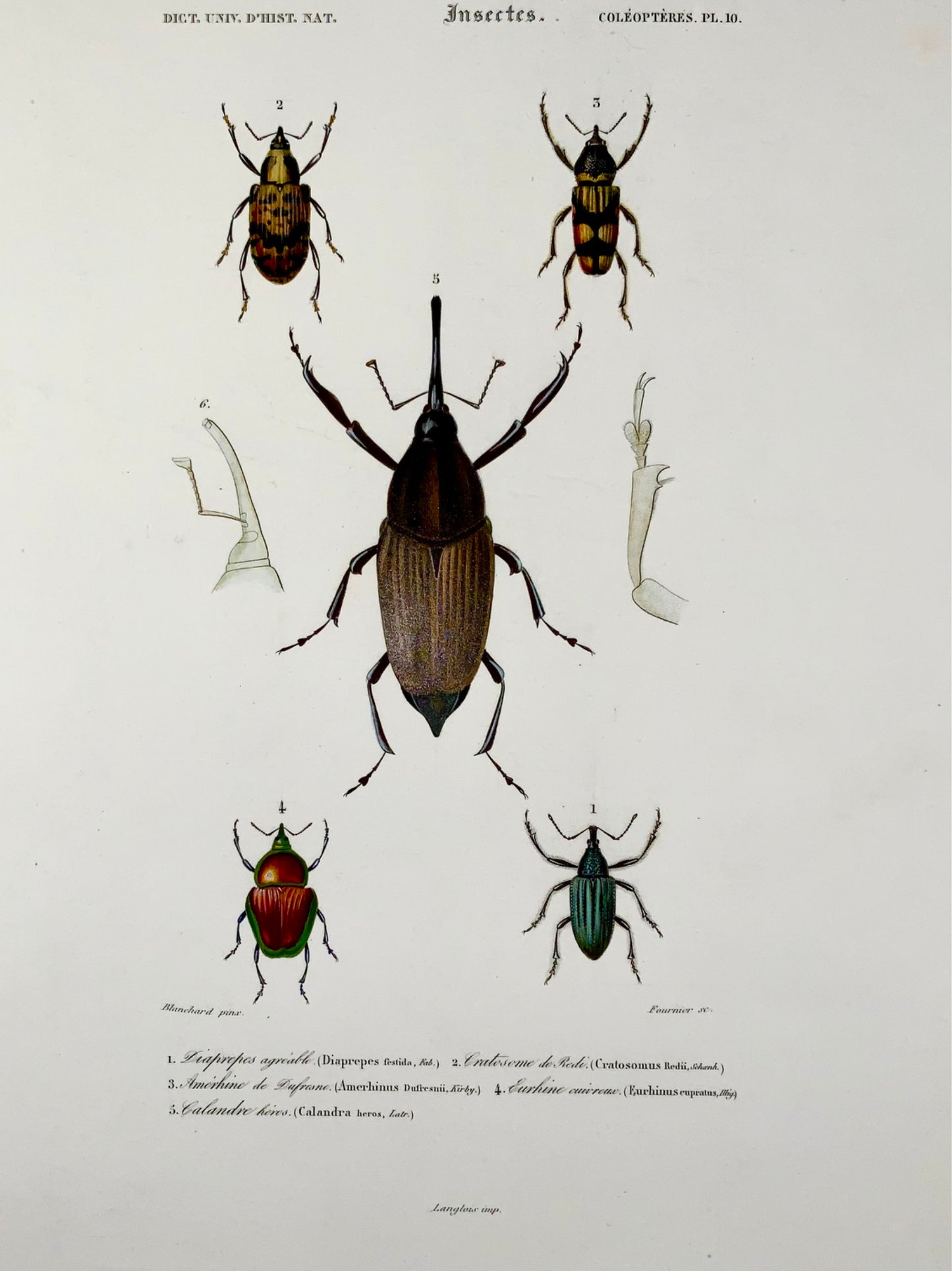1849 Fournier, Blanchard, Coléoptères, couleur exquise à la main, folio, insectes