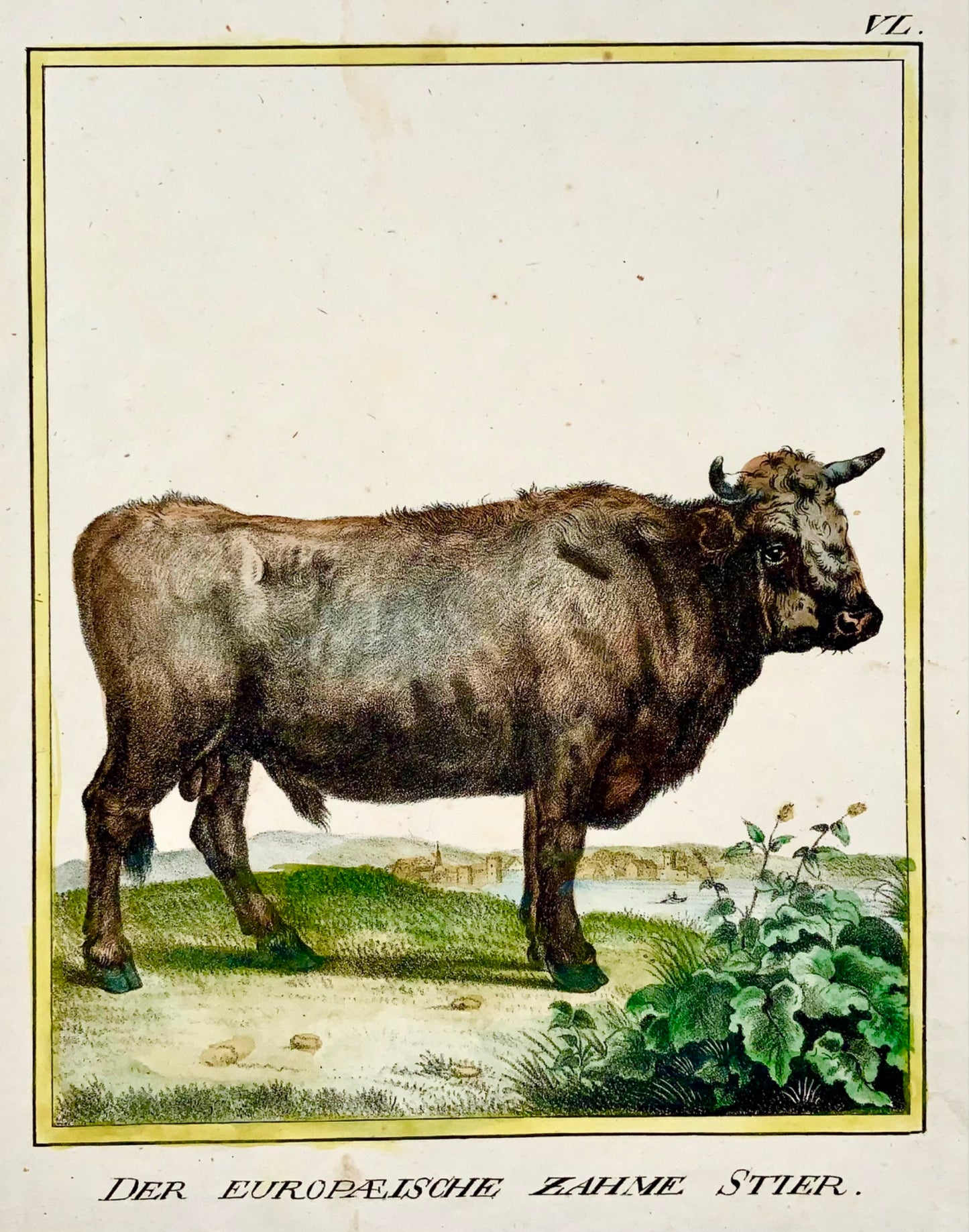 1816 Toro domestico INCUNABULI DELLA LITOGRAFIA K. Schmidt 4to colorato a mano - Mammifero