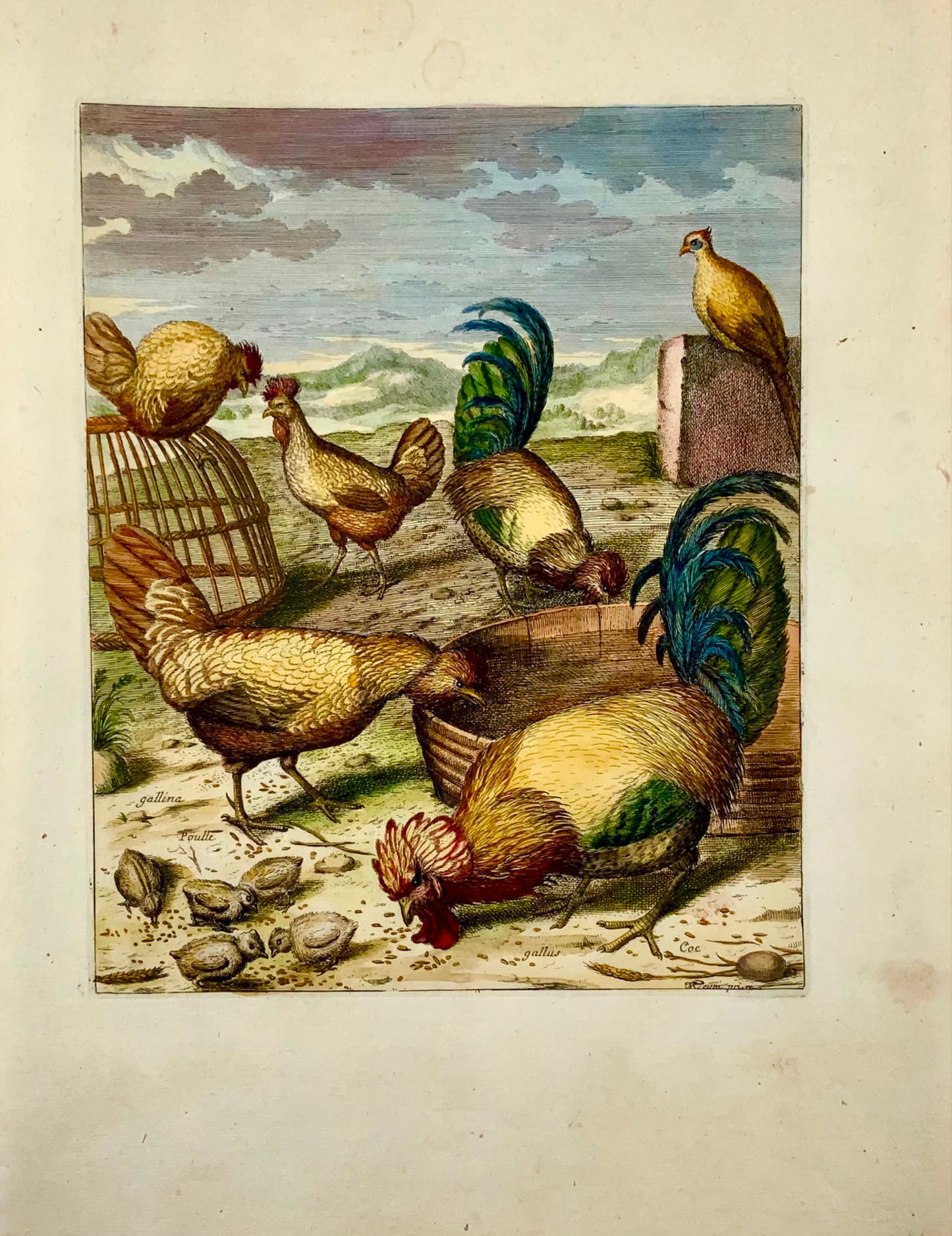 1673 Chickens, Poultry, Nicolas Robert, folio etching in hand colour