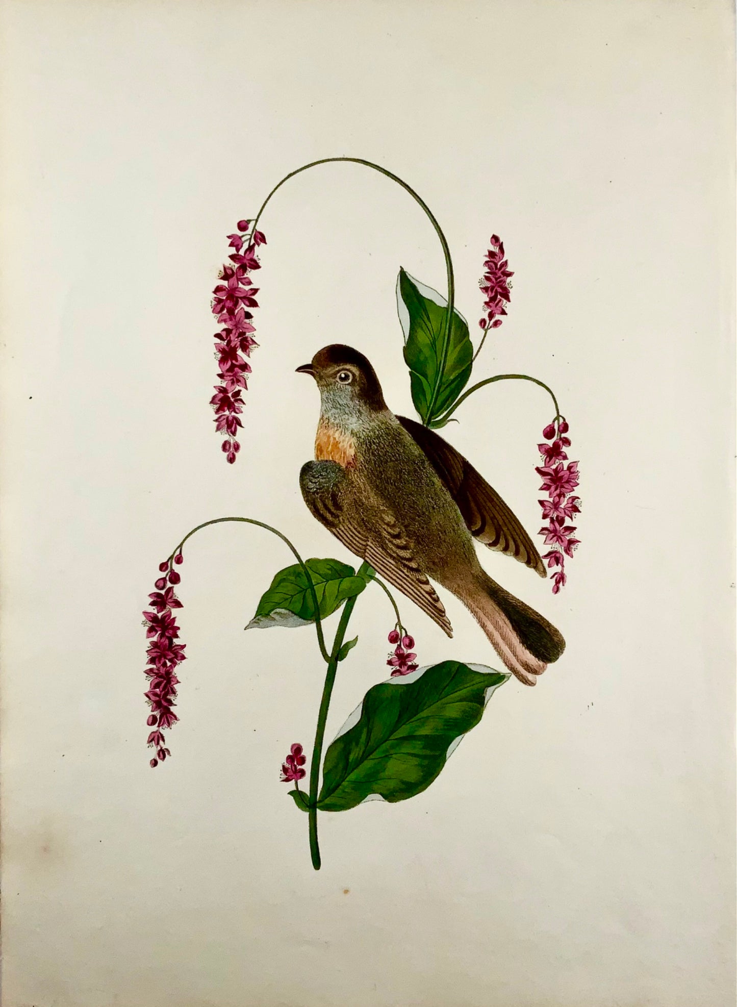 1819 George Brookshaw (b 1751), ornithology, Redstart, foliate border