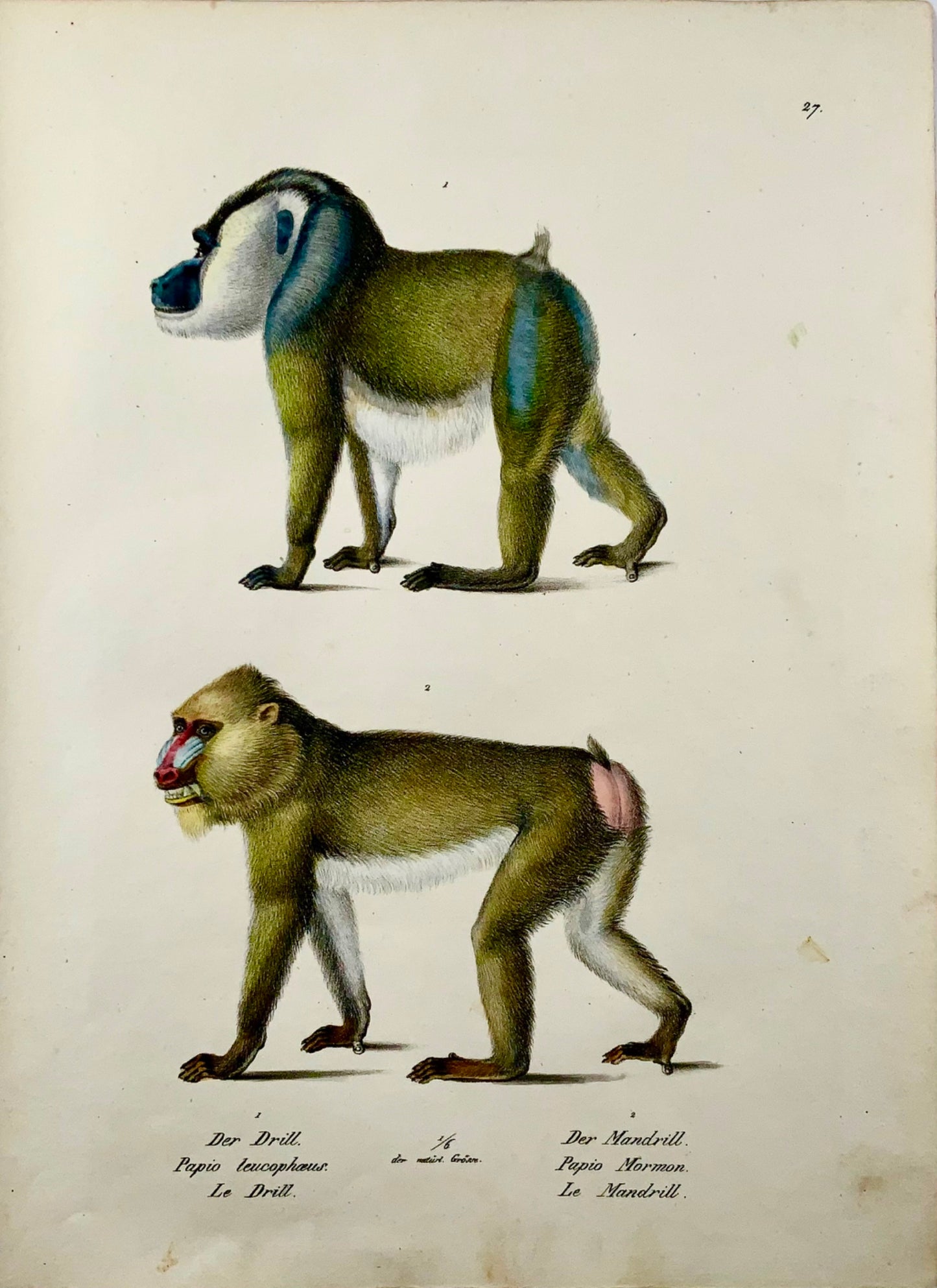 1824 Mandrillo, Babbuino, Brodtmann, colorato a mano, litografia in pietra folio, mammiferi