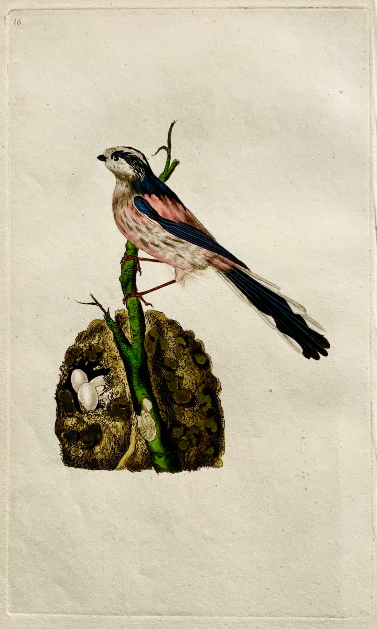 1794 Edward Donovan - TITMOUSE Ornithology - hand coloured copper engraving