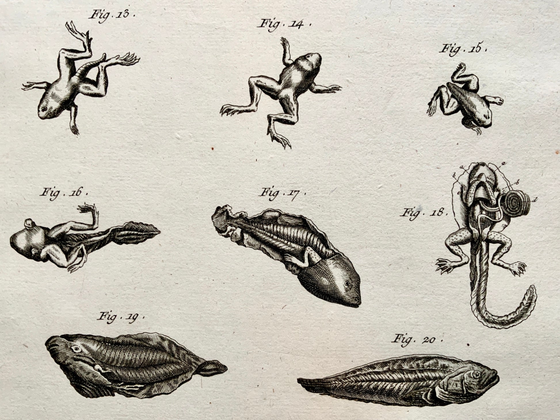 1777 Tadpole Polliwog Frog Metamorphosis - large folio - Diderot - Amphibians