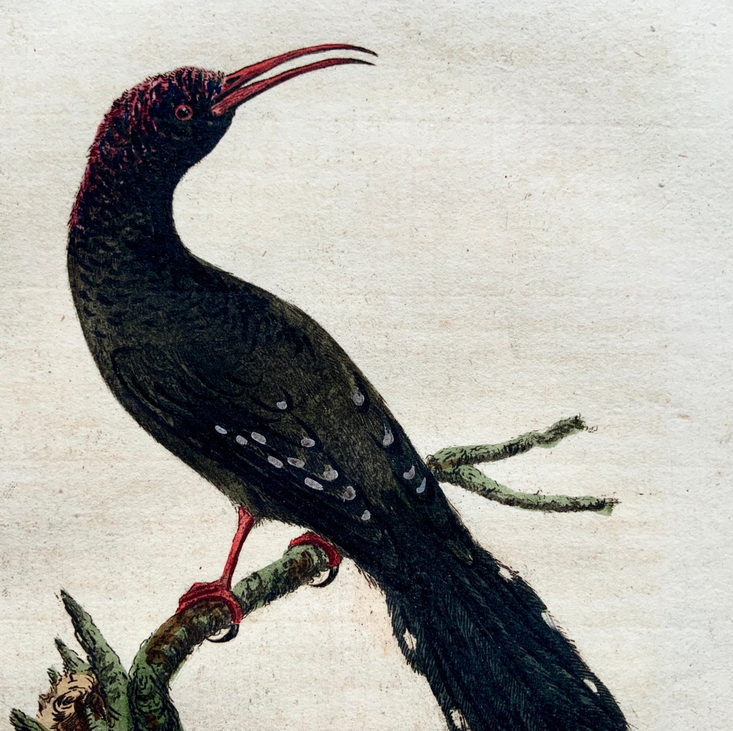 1785 John Latham - Synopsis - Red Billed PROMEROPS Ornithology - hand coloured