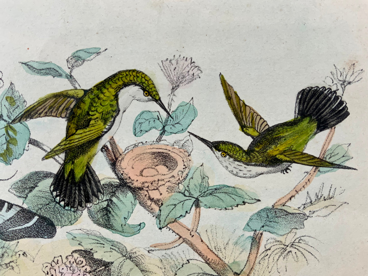 1864 Colibri, hand colored stone lithograph, ornithology