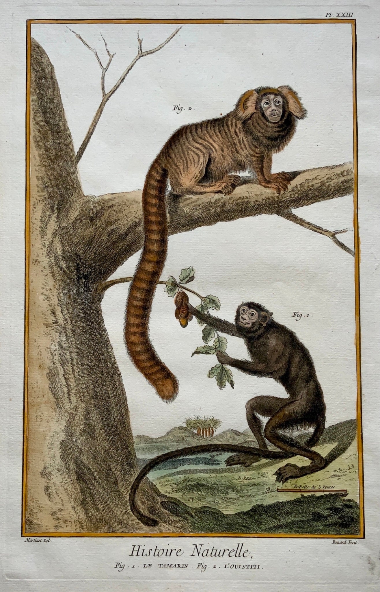 1780 Martinet - TAMARIN MONKEY & CALLITHRIX - hand coloured 38 cm engraving - Mammals