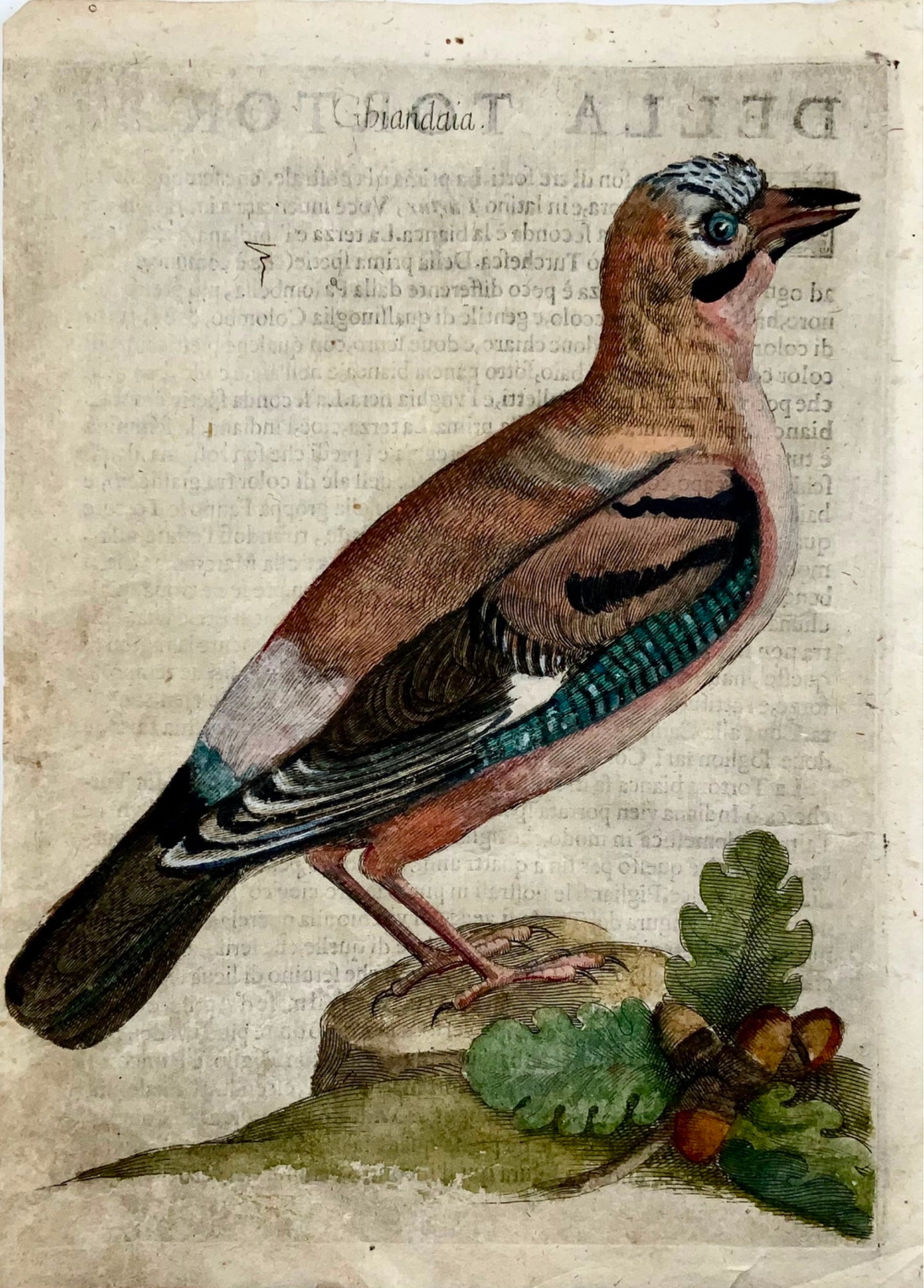 1622 Jay, Ornithologie, Antonio Tempesta ; Le P. Villamena, Maître Gravure