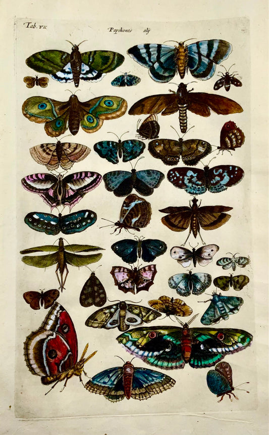 1657 Merian, butterflies, moths, (II) folio, hand coloured engraving