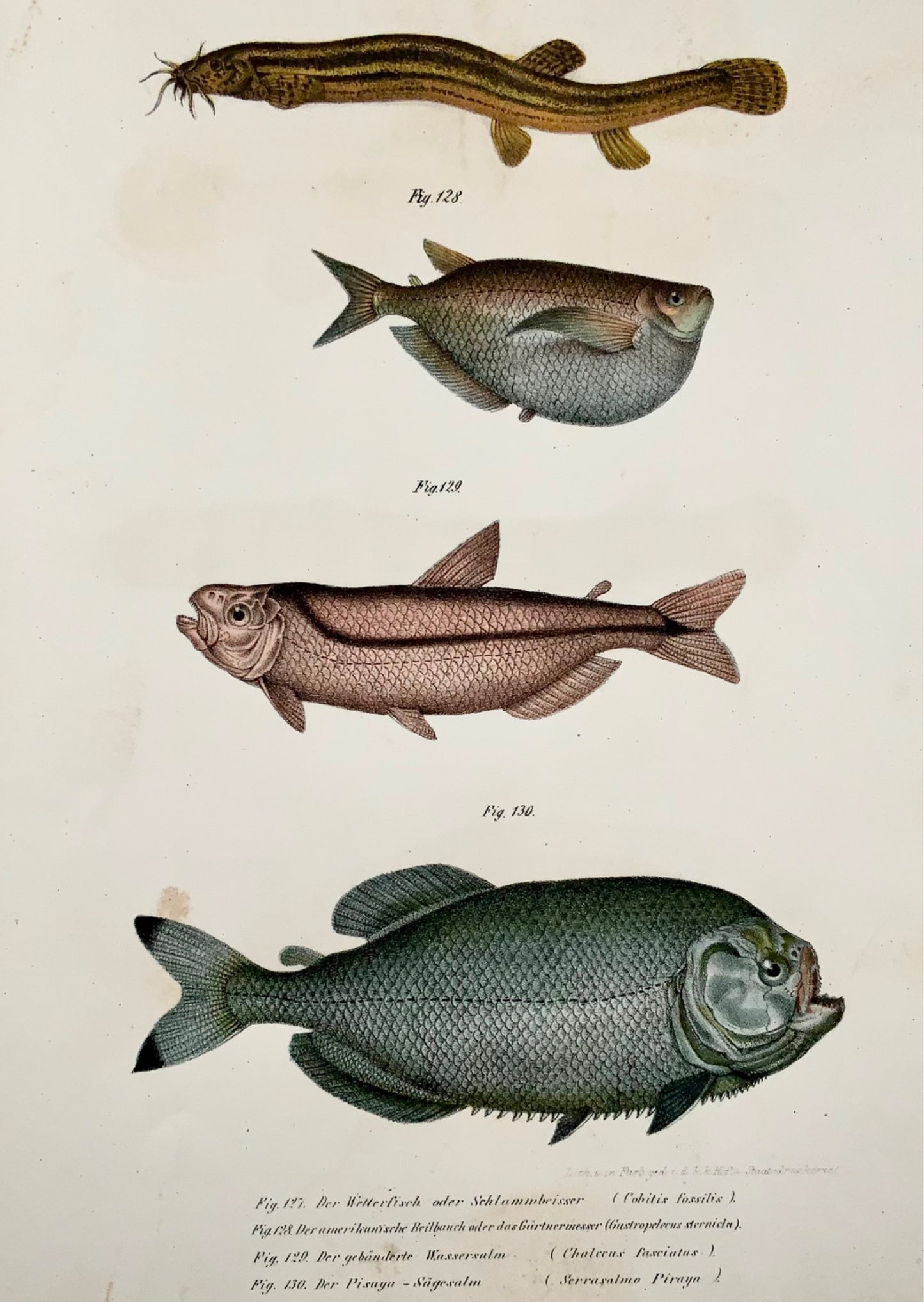 1860 PIRANHA Pleco Tropical Fish - Lithographie couleur Fitzinger FOLIO - Avec couleur de main ajoutée
