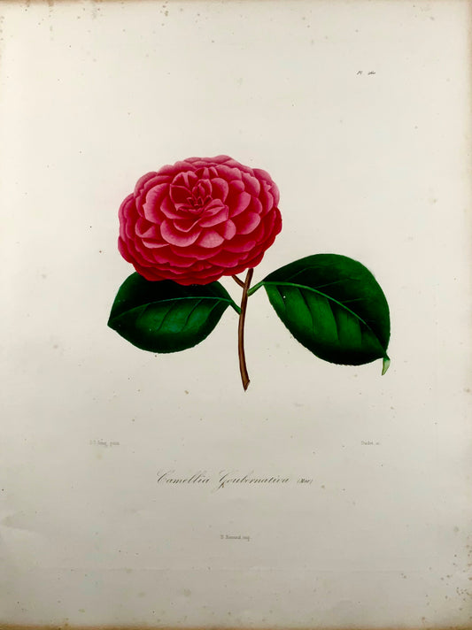 1841 Camellia Goubernativa, disegnato da JJ Jung, inciso da Oudet, Berlèse, botanica