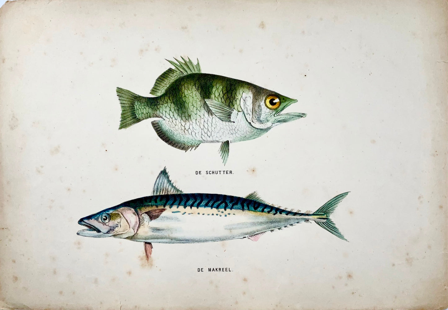 1864 Parrotfish, Mackerel, quarto hand colored stone lithograph