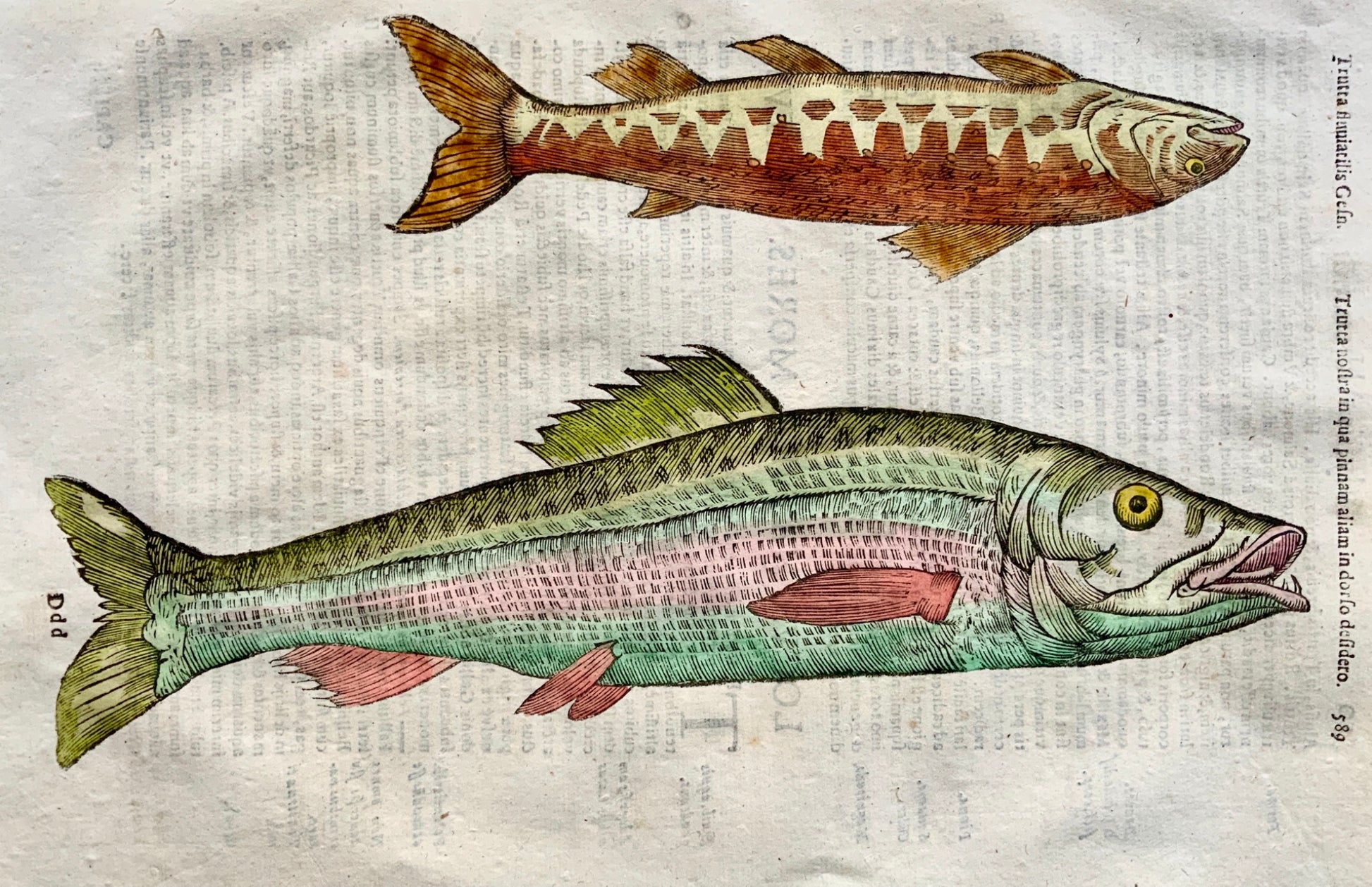 Coriolano; Aldrovandi Large folio woodcut leaf - TROUT Fish Hand coloured - 1638