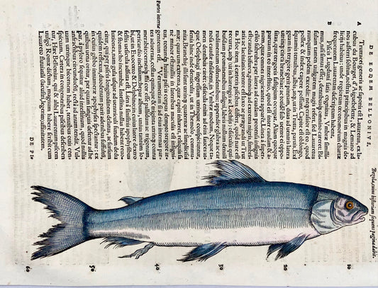 1558 Trota blu, Conrad Gesner, xilografia in folio, colorata a mano, Primo Stato