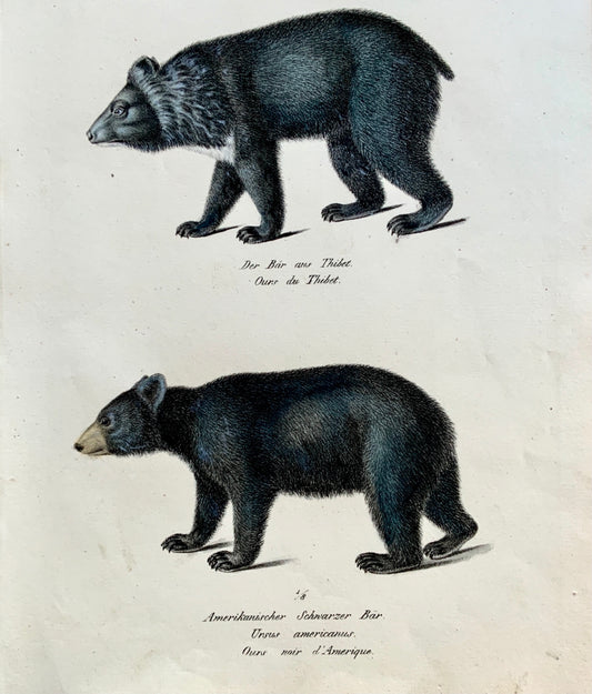 1824 Tibetan & American Bear - K.J. Brodtmann hand colored FOLIO lithograph - Mammals