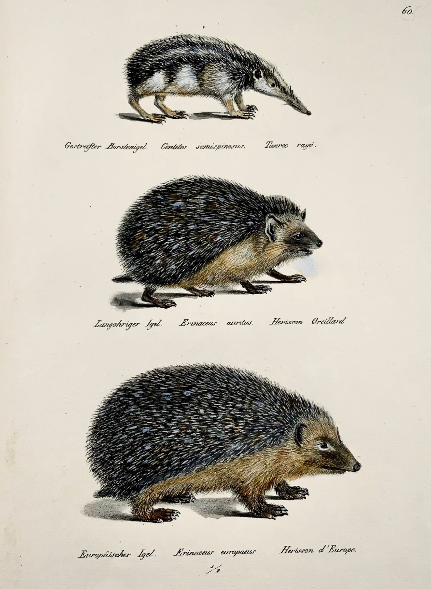 1824 Hedgehogs - K.J. Brodtmann hand colored FOLIO lithograph - Mammals