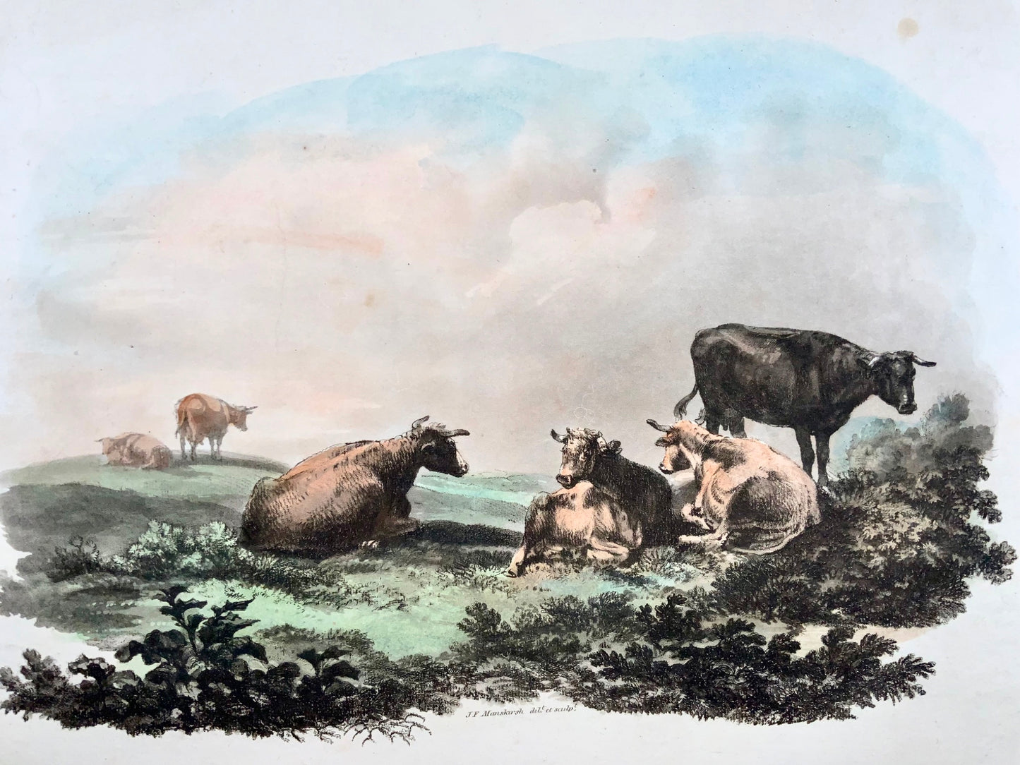 1808 J. F. Manskirsh, Grazing Cattle, Large hand coloured aquatint, Agriculture