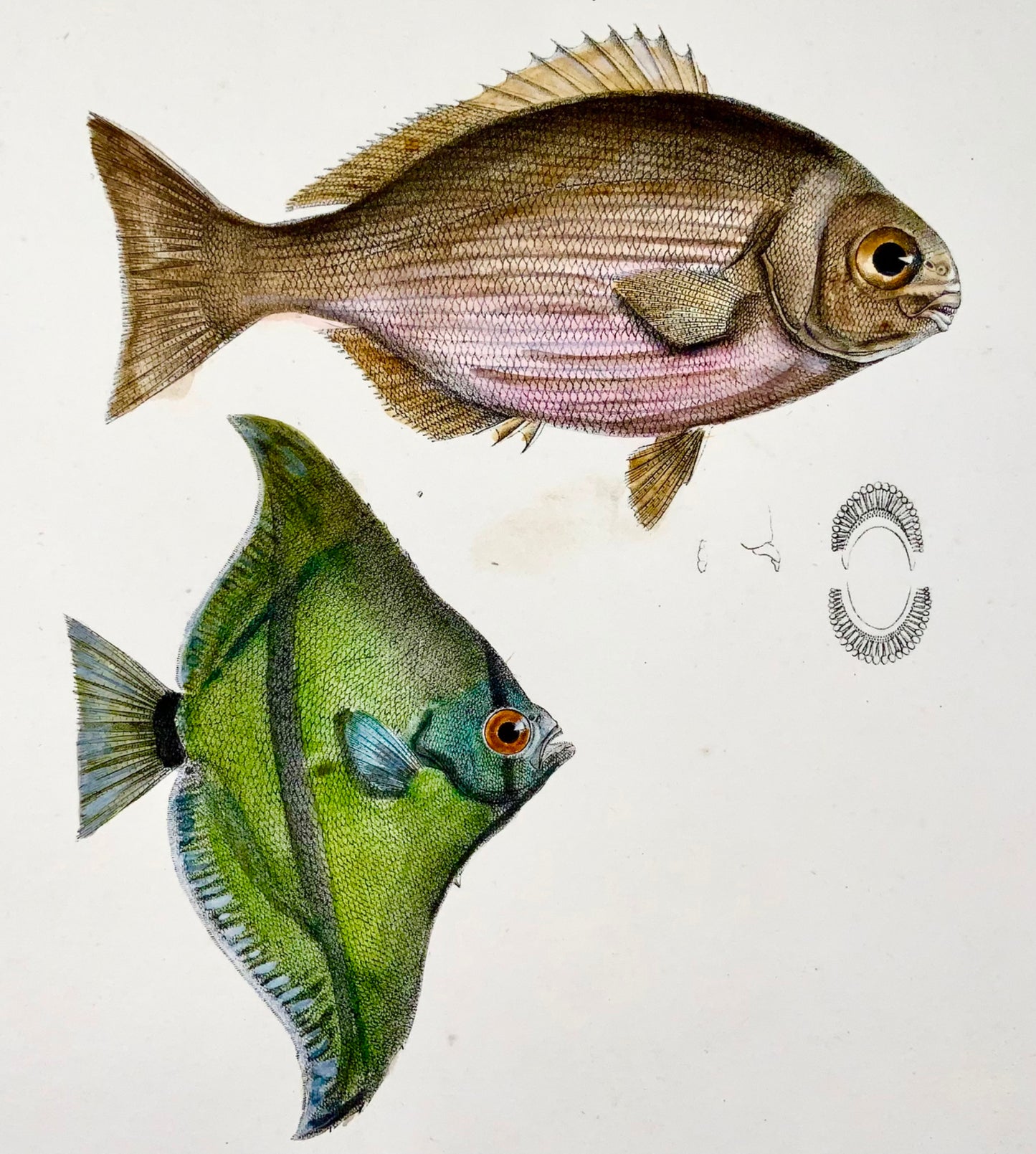 1833 H. Schinz (b1777) Pesci angelo, pesci della barriera corallina Apogon, handcol. litografia su pietra