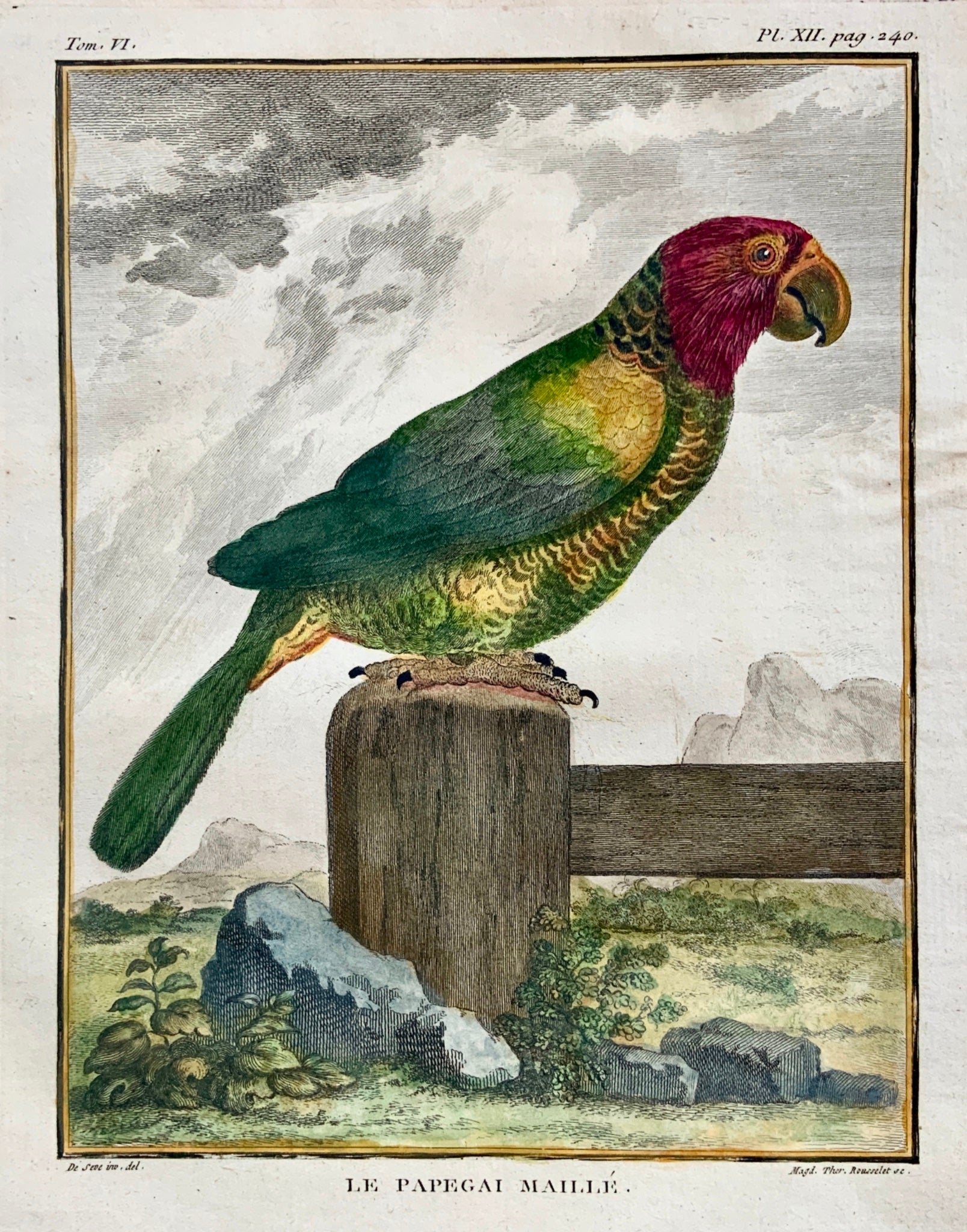 1779 Rousselet after Jacques de Seve Red-fan PARROT Ornithology - 4to engraving