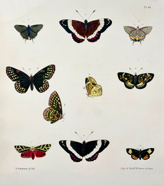 1854 Pease lith; Emmons - Butterflies Phaeton - hand coloured stone lithograph