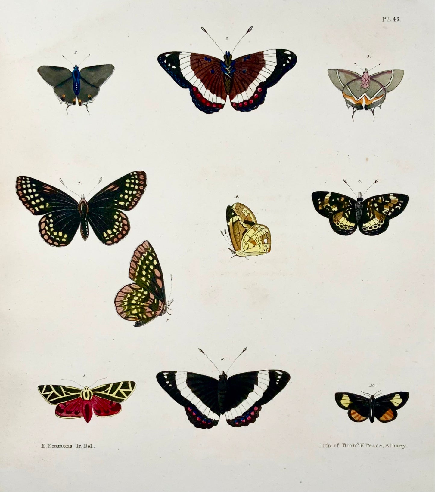 1854 Pease lit; Emmons - Farfalle Phaeton - litografia in pietra colorata a mano