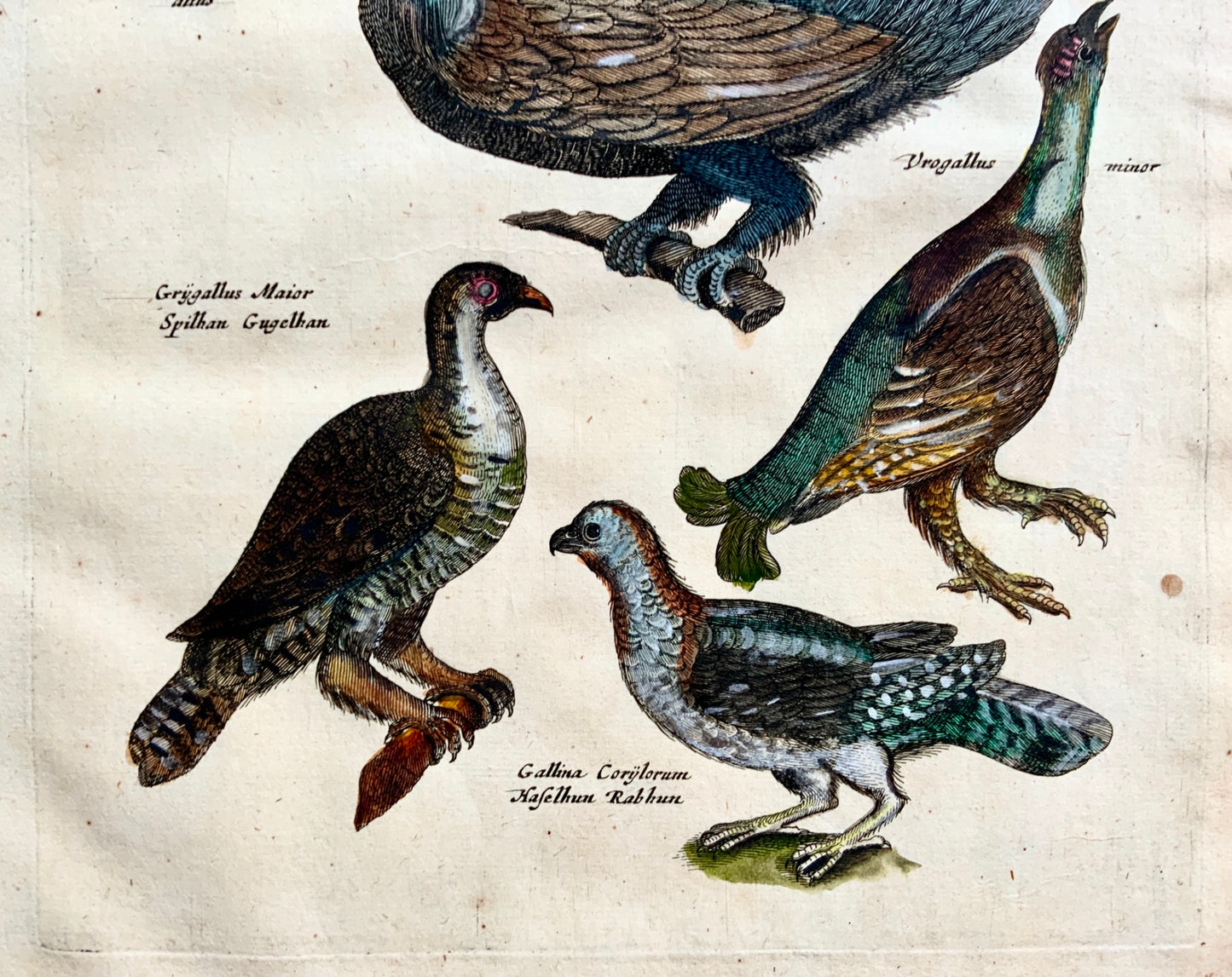 1657 Vrogallus Ornithology - Matt. MERIAN Folio Handcolored Engraving