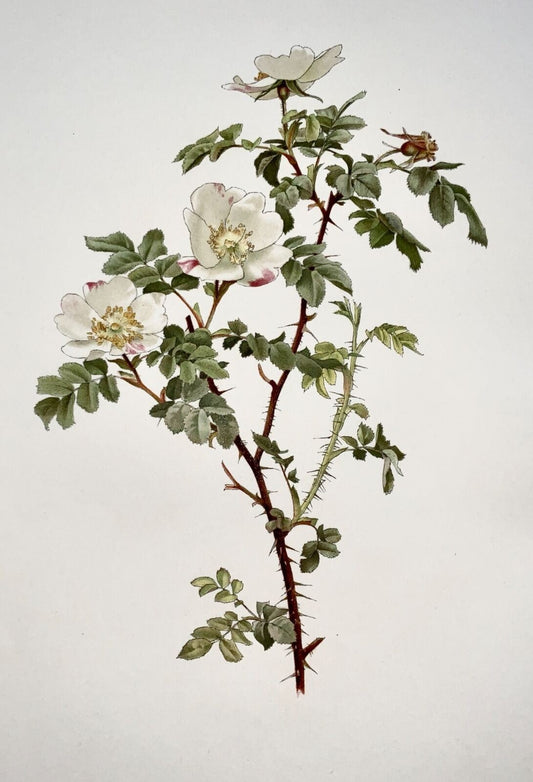 1914 Rosa bianca, Rosa involuta, foglio grande 37 cm, Willmott, EA (nato nel 1858), botanica