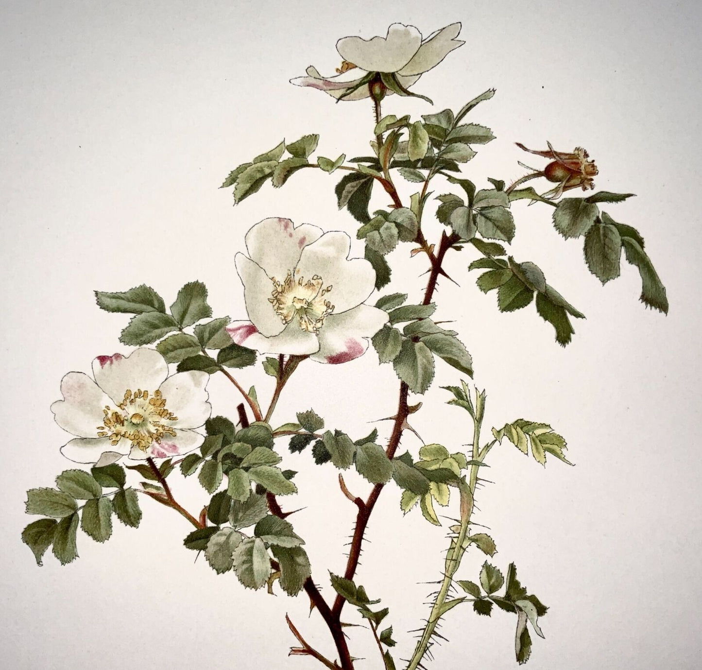 1914 White Rose, Rosa involuta, large folio 37cm, Willmott, E. A. (b. 1858), botany