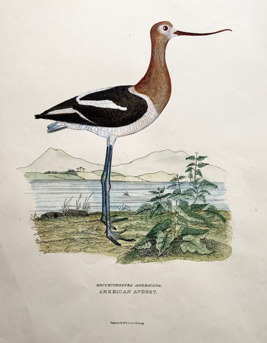 1846 American Avocet, ornithology, Cpt. Brown, hand coloured Large Folio (36cm)