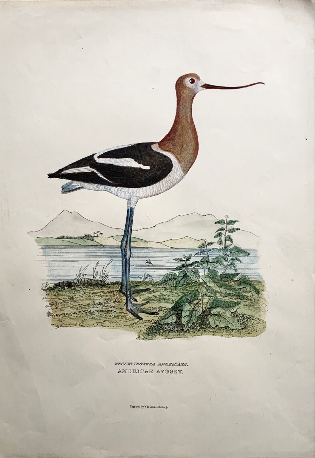 1846 Avocetta americana, ornitologia, Cpt. Folio grande marrone, colorato a mano (36 cm)