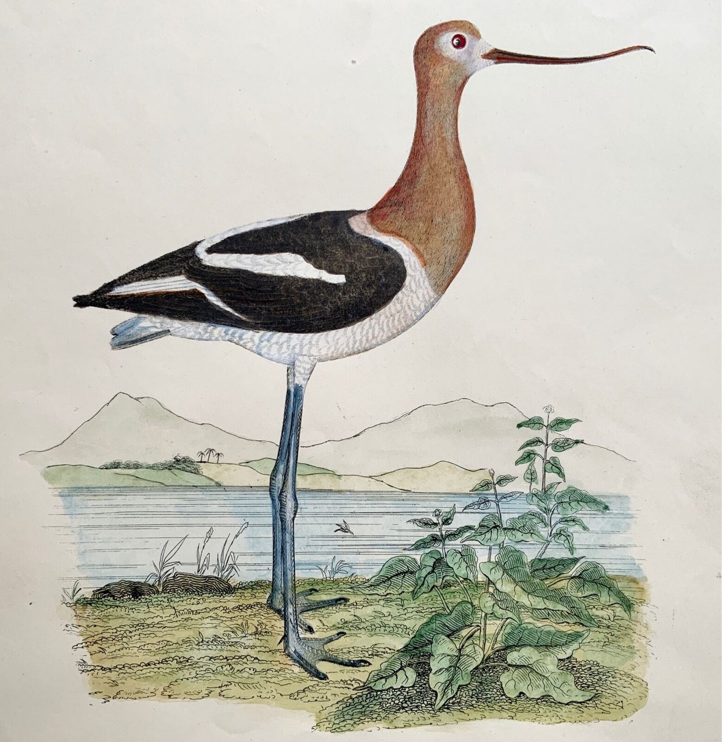 1846 Avocetta americana, ornitologia, Cpt. Folio grande marrone, colorato a mano (36 cm)