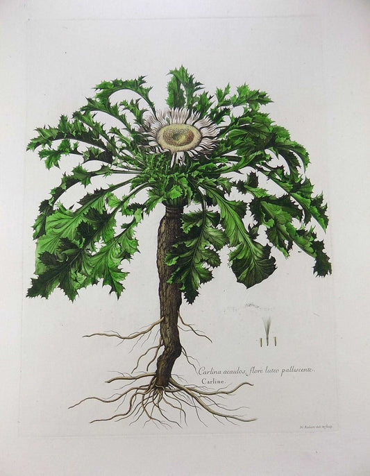 1720 Carlene Thistle, Nicholas Robert (b1610), 54 cm, botanique, rarissimum !!
